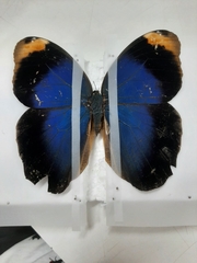 Caligo beltrao