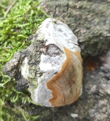 Phellinus