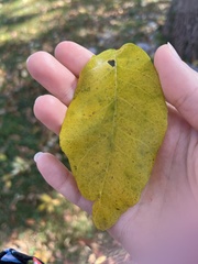 Fraxinus americana