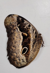 Caligo beltrao