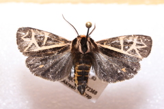 Apantesis figurata