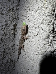 Hemidactylus mabouia