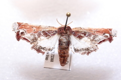 Eutelia pulcherrimus