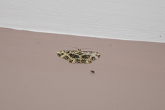 Monocerotesa radiata