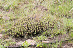 Euphorbia pulvinata