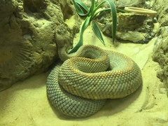 Crotalus unicolor