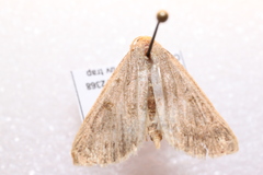Herminiinae