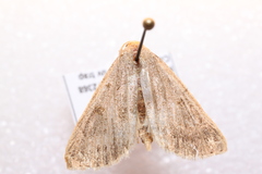 Herminiinae