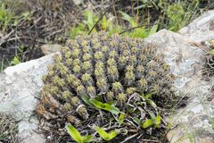 Euphorbia pulvinata