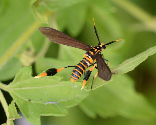 Texas Wasp Moth photo 4