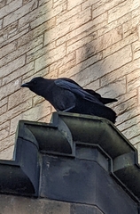 Corvus