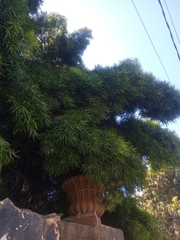 Podocarpus salignus
