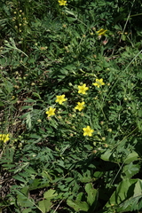 Sibbaldianthe bifurca