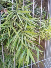 Podocarpus salignus