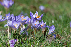 Crocus speciosus