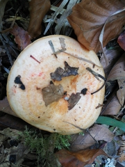 Lactarius salmonicolor