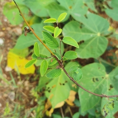 Berchemia kulingensis