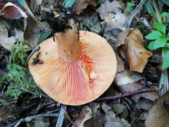 Lactarius salmonicolor