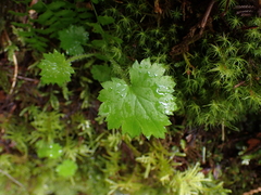 Boykinia occidentalis