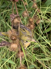 Leiothlypis peregrina