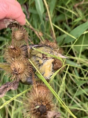 Leiothlypis peregrina