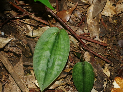 heart-shaped leaf tainia (Tainia cordifolia)