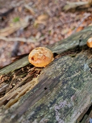 Rhodotus palmatus