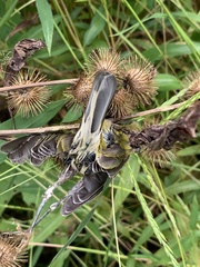 Leiothlypis peregrina