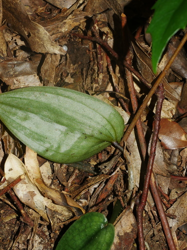 Image of Tainia cordifolia by (c) Jacy Chen, some rights reserved (CC BY)