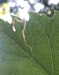 Stigmella multispicata