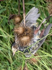 Leiothlypis peregrina