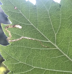 Stigmella multispicata