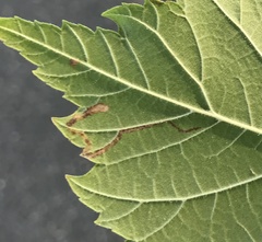 Stigmella multispicata