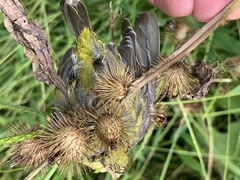 Leiothlypis peregrina