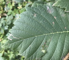Stigmella multispicata