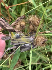 Leiothlypis peregrina