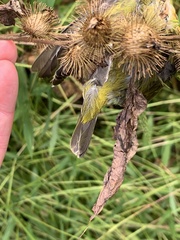 Leiothlypis peregrina