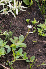 Gerbera piloselloides