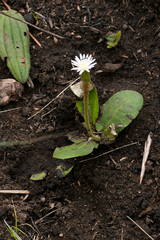 Gerbera piloselloides