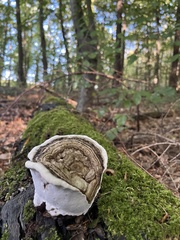 Heterobasidion annosum