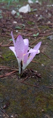 Colchicum filifolium
