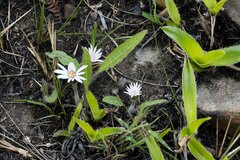 Gerbera piloselloides