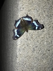 Kaniska canace