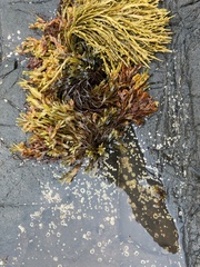 Fucus spiralis