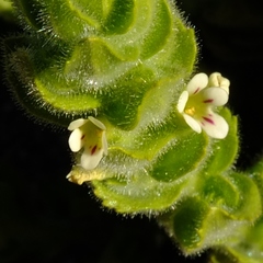 Jamesbrittenia amplexicaulis