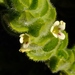Jamesbrittenia amplexicaulis - Photo (c) Kevin Murray, algunos derechos reservados (CC BY), subido por Kevin Murray