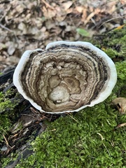 Heterobasidion annosum