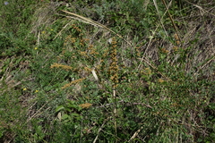 Spiraea hypericifolia