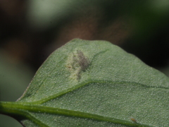 Peronospora variabilis