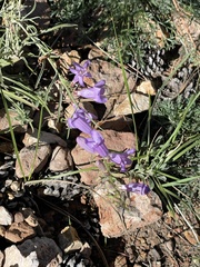 Penstemon pseudoputus